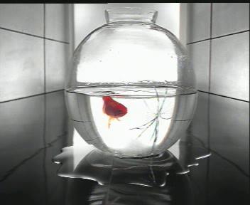 ozone fish (Hin) - 17 sec